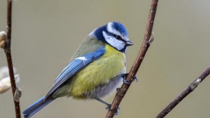 Bild: Patrick Pleul/dpa
Eine Blaumeise ist in einem Garten zu sehen. Aktuell sterben viele der Vögel an einer bislang unbekannten Krankheit. Der LBV ruft nun dazu auf, gefundene Tiere zu melden.