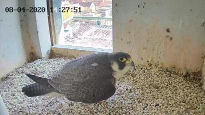 Bild: Lebensraum Burg/Regierung von Mittelfranken/dpa
Der Screenshot von einer Webcam zeigt einen brütenden Wanderfalken (Falco peregrinus) in der Kaiserburg. Die Zahl der Webcams zur Beobachtung von Tieren steigt nach Angaben des Naturschutzbunds (NABU) Jahr für Jahr.