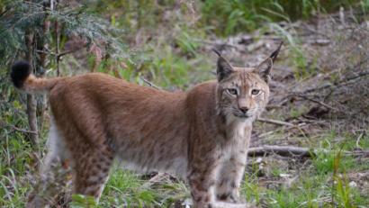 Archivbild: gis
Wer auch künftig den Luchs beobachten will, muss für den Eintritt in den Wildpark mehr zahlen.