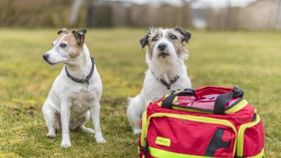 Bild: exb/Marco Linke
Für die Parson-Russell-Terrier Riva und Bruno steht seine Tasche für Erste Hilfe parat. Bei der Jagd ist auch noch eine Schutzweste Pflicht.