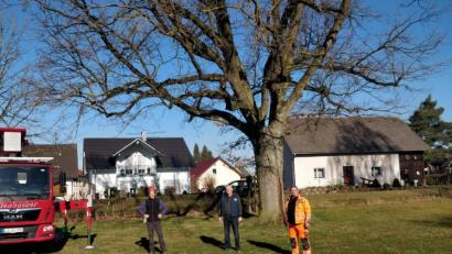 Bild: fjo
Albrecht Müller, Ewald Zetzl und Max Lachmann (von rechts) verständigen sich auf einen erneuten Rückschnitt der Prinzregent-Luitpold-Eiche in Pfrentsch.