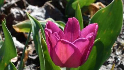 Bild: rgr
Die Natur ist erwacht aus dem Winterschlaf.