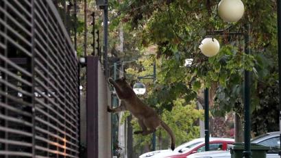 Bild: Francisco Castillo
Ein Puma springt an einer Straße in Santiago de Chile über eine Mauer. Foto: Francisco Castillo/Agencia Uno/dpa