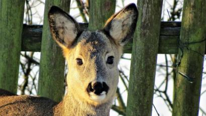 Archivbild: ubb
Die meisten Tiere profitieren vom milderen Klima.