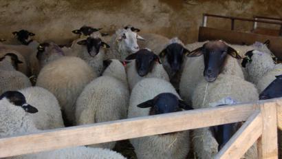 Bild: Barbara Ströll
Von Dezember bis April bringt Konrad Lautenschlager alle Mutterschafe mit ihren Lämmern im offenen Stall unter. Typisch für die Rhönschafe ist der schwarze, bis hinter die Ohren unbewollte Kopf.