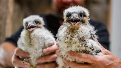Bild: Ben Birchall
Zwei Wanderfalken-Küken. Foto: Ben Birchall/PA Wire/dpa/Archivbild