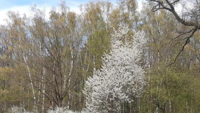 Bild: exb
Schlehe und Kirsche.