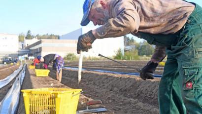 Bild: Gabi Schönberger
Reinhard Brunner holt in Neubau bei Weiden seine leckeren Schätze aus der Erde.