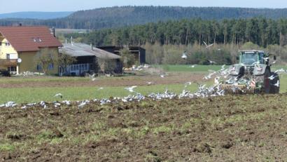 Bild: rn
Auf heimischen Äckern ist der Tisch für die Obersee-Möwen reich gedeckt.