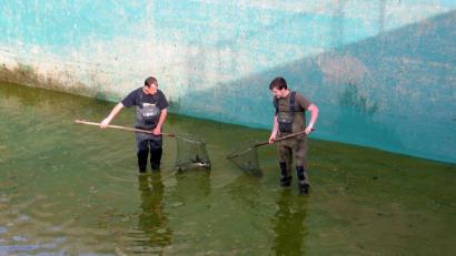 Bild: bkr
Kai Wolf (links) und Lukas Weber (rechts) hatten es nicht leicht, die Graskarpfen im seichten Wasser des Springerbeckens einzufangen.