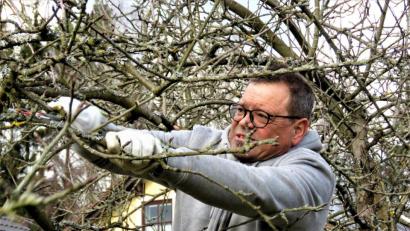 Bild: ubb
Um Äste umzuleiten, müssen sie oberhalb der Fruchtknospen geschnitten werden.