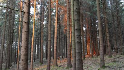 Bild: sfo
Der heimische Wald ist mein liebster Ort, um zur Ruhe zu kommen.