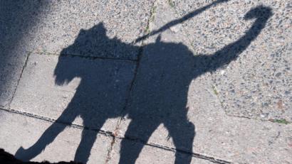 Bild: Ralf Hirschberger/dpa
Mehre Hunde zeigten nach dem Spaziergang im Westen von Schmidgaden Vergiftungserscheinungen.