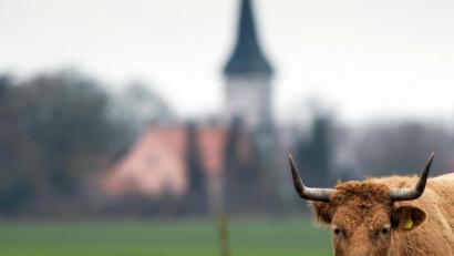 Symbolbild: Soeren Stache
Auch Rinder scheinen dann und wann einmal das Fernweh in sich zu spüren.