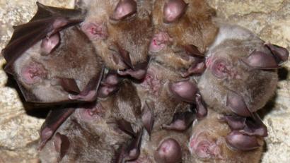 Archivbild: Rudolf Leitl
In Hohenburg lebt die einzige reproduzierende Kolonie von Hufeisennasen-Fledermäusen in Deutschland.