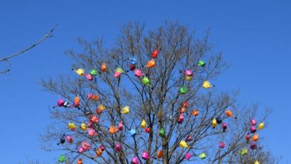Bild: bö
Der Gießkannenbaum dürfte einzigartig sein im Landkreis. Direkt am Ortseingang, den die Schmidmühlener auch Stachus nennen, treibt er seine kuriosen Blüten.