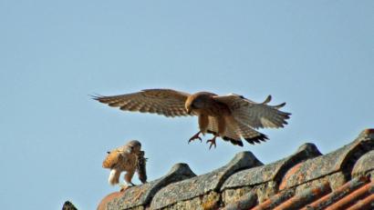 Bild: Hans Heimler
Hobbyfotograf Hans Heimler gelingt dieser Schnappschuss: Zwei Turmfalken auf einem Schuppendach bei Dürnsrichtermühle in der Gemeinde Fensterbach.