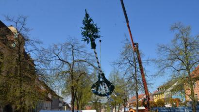Bild: dob
Maibäume werden sich heuer wegen der Corona-Pandemie nicht in den Frühlingshimmel recken. Die Maibaumfeste sind wegen der Ausgangsbeschränkungen untersagt.