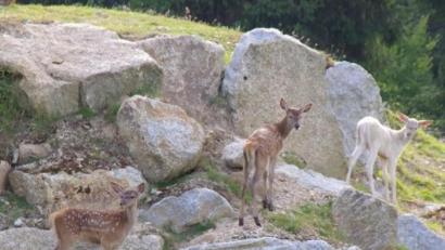 Bild: gis
Hirschkälbchen im Wildpark