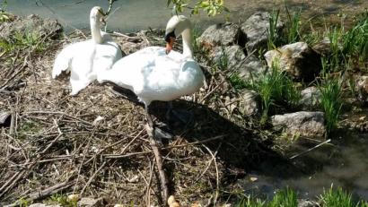 Bild: cog
Große Mengen Brot haben Umweltfrevler aus missverstandener Tierliebe den brütenden Schwänen im Stadtpark hingeworfen.