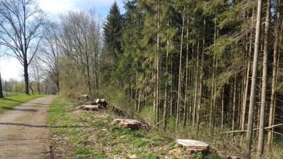 Bild: gi
Nur noch die Baumstümpfe erinnern an die fast 100 Jahre alten Pappeln.