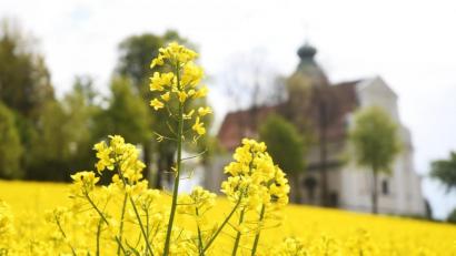 Bild: Gabi Schönberger
Vor dem Kloster ST. Felix in Neustadt/WN blühen die Felder.