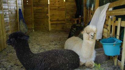 Bild: Uwe Anspach
Alpakas liegen in einem Verschlag in der Alpakafarm "Hirtenaue". Foto: Uwe Anspach/dpa