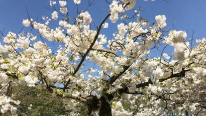 Bild: Gabi Schönberger
Frühling in Weiden