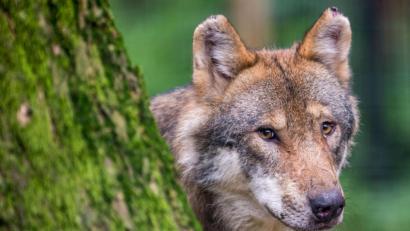 Bild: Lino Mirgeler/dpa
Ein Wolf schaut in einem Wildpark hinter einem Baum hervor.