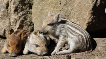 Bild: gis
In der Sonne liegen und Musik hören - was für ein Leben. Die Frischlinge im Wildpark fühlen sich sauwohl.