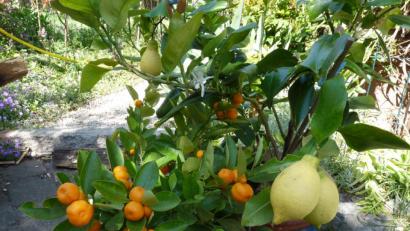 Bild: rlö
Über den Winter im Glashaus gereift: Stattliche Zitronen und kleine Calamondin-Orangen. Die Calamondin-Früchte sind inzwischen schon zu zwei Gläsern leckerer Konfitüre geworden, herb-süß nach englischer Art. Wobei auch die zarten Schalen mit verarbeitet wurden.