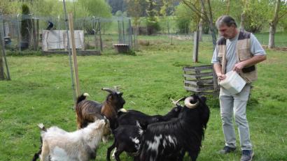 Bild: fz
Die Tiere sind ihr gutes Futter gewohnt und an dem läßt es Manfred Urban trotz der finanziellen Probleme nicht fehlen.