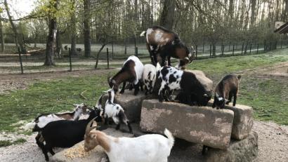 Bild: Stefan Jahreiß, Landratsamt Schwandorf
Die Ziegen im Wild- und Freizeitpark Höllohe fühlen sich pudelwohl. Acht Jungtiere sind dort in den vergangenen Wochen zur Welt gekommen.