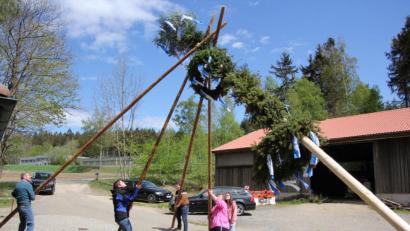 Bild: kro
Mit vereinten Kräften hieven Norbert, Valentin, Florian, Gabi und Magdalena Schmidkonz (von links) den rund elf Meter langen Maibaum in die Höhe. Sohn Simon schaute krankheitsbedingt zu.