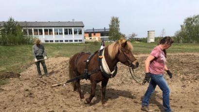 Bild: exb
Islandpferd „Rosi“ zog die Egge , um das kleine Feld für die Ansaat vorzubereiten.