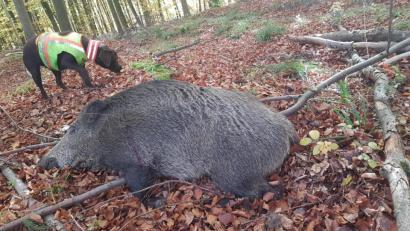 Bild: Klaus Bichlmaier
Wildschweine sind äußerst schlaue Wildtiere. Ihre Bejagung ist daher nicht einfach.
