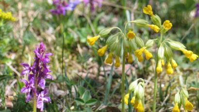 Bild: bkr
Orchideen