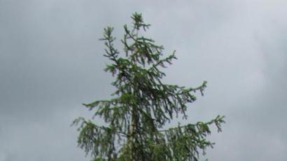 Bild: sei
Bernhard Bogner stellt mit seinen Kindern Paul, Lukas und Elisa am 1. Mai einen zehn Meter hohen Maibaum auf.