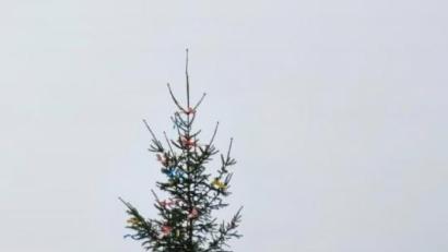 Bild: sne
Familie Schmid hat einen acht Meter hohen Baum.