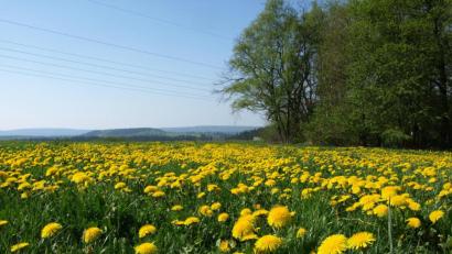 Bild: do
Der Löwenzahn beherrscht die Wiesen in der Region.