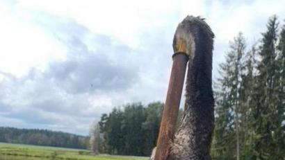 Bild: exb
Ein Leser macht in der Nähe von Hahnbach eine grausige Entdeckung: Ein toter Kormoran steckt mit dem Schnabel voraus in einem Metallrohr. Nun ermittelt die Polizei Sulzbach-Rosenberg, ob ein Tierquäler am Werk war.