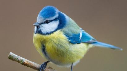 Bild: Patrick Pleul/dpa
Eine Blaumeise (Cyanistes caeruleus) sitzt in einem Garten auf einem Ast.