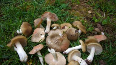 Bild: exb/Norbert Griesbacher
Der Schildrötling oder Frühlingsrötling (Entoloma clypeatum) wächst bereits im Frühling.
