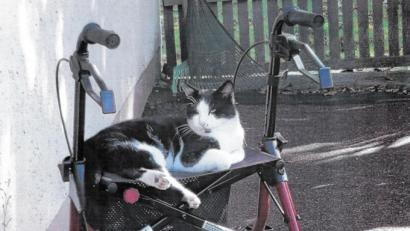 Bild: fpoz
So kannte man den Kater Kasper auf der „Anäid“. Mittlerweile ist das Tier eingeschläfert worden.