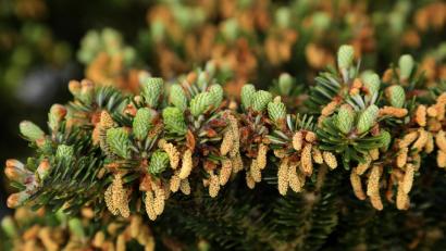 Bild: Wolfgang Steinbacher
Die Korea-Tanne ist eine Fichtenart und blüht nur etwa alle sieben Jahre.