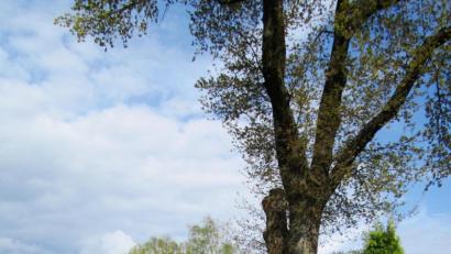 Bild: dob
Von zwei Thujen eingerahmt erinnert der Gedenkstein an die Gefallenen des Zweiten Weltkriegs. Vor 30 Jahren wurde er vom Ortsverband der Heimkehrer dort aufgestellt.