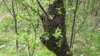 Bild: njn
Mit dem Schwärmen sind die die Bienen schon vor der Zeit. Kein Wunder, auch die Natur ist nach den Worten von Imkervorsitzenden Klaus Schmidt fünf Wochen voraus.