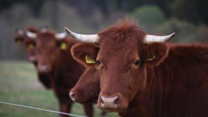 Symbolbild: Matthias Bein/dpa
Gefahrenmeldung auf der A6: Zwischen Leuchtenberg und Vohenstrauß ist ein entlaufener Jungbulle unterwegs.