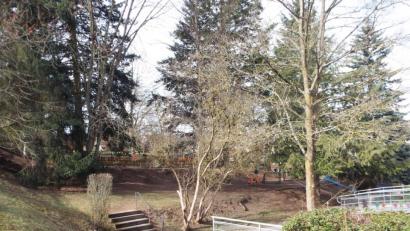 Bild: e
Die Hanglange des Grundstücks, links neben dem alten Kindergarten, ist für die Planer eine ganz besondere Herausforderung. Vom vorhandenen Baumbestand wird wohl nicht mehr viel übrig bleiben,