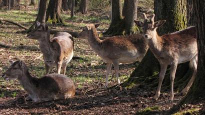 Bild: Götz
Obwohl Tierparks ab Montag wieder öffnen dürfen, bleibt die Höllohe wegen der örtlichen Gegebenheiten geschlossen.